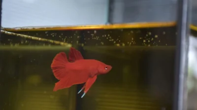 Gambar ikan cupang super red di air daun ketapang