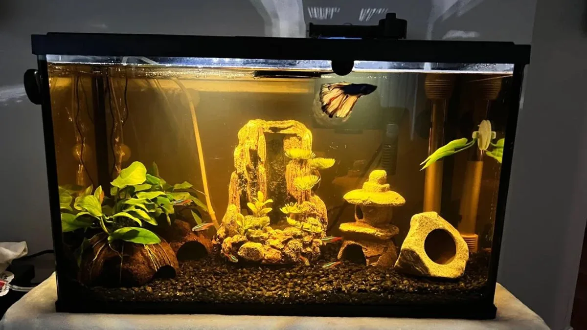 gambar-air-daun-ketapang (4) Gambar ikan cupang di air daun ketapang