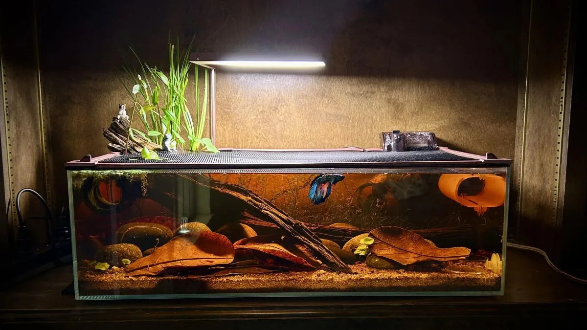 gambar-air-daun-ketapang (5) Gambar ikan cupang di air daun ketapang