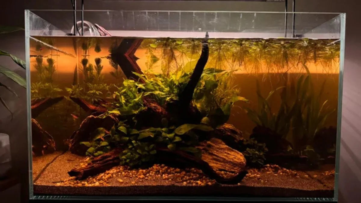 gambar-air-daun-ketapang (6) Gambar air daun ketapang