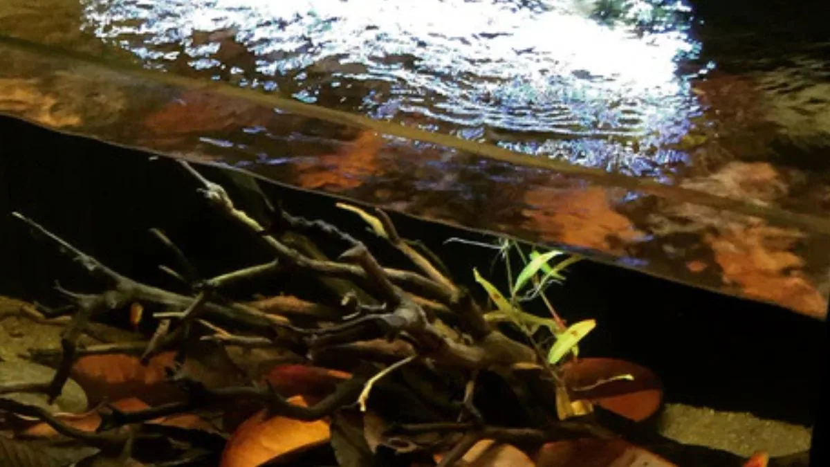 gambar-air-daun-ketapang (7) Gambar air daun ketapang