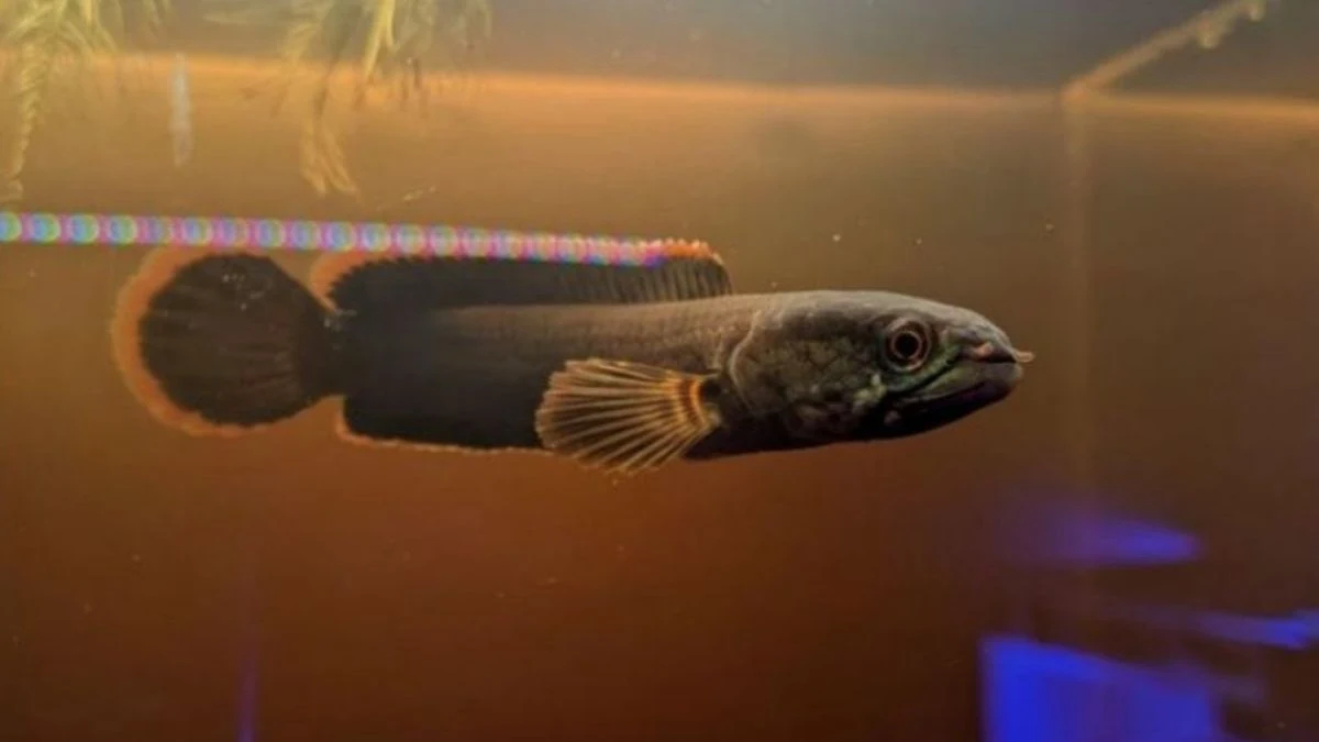 gambar-air-daun-ketapang (8) Gambar ikan channa di air daun ketapang