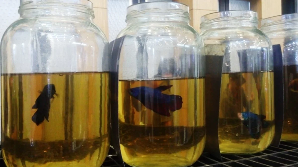 gambar-air-daun-ketapang Gambar ikan cupang di air daun ketapang