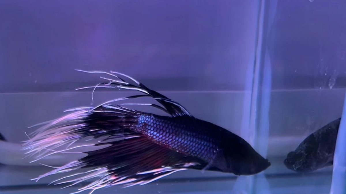 gambar-cupang-crowntail-sakit Gambar ikann cupang crowntail sirip ekor tulang lunak