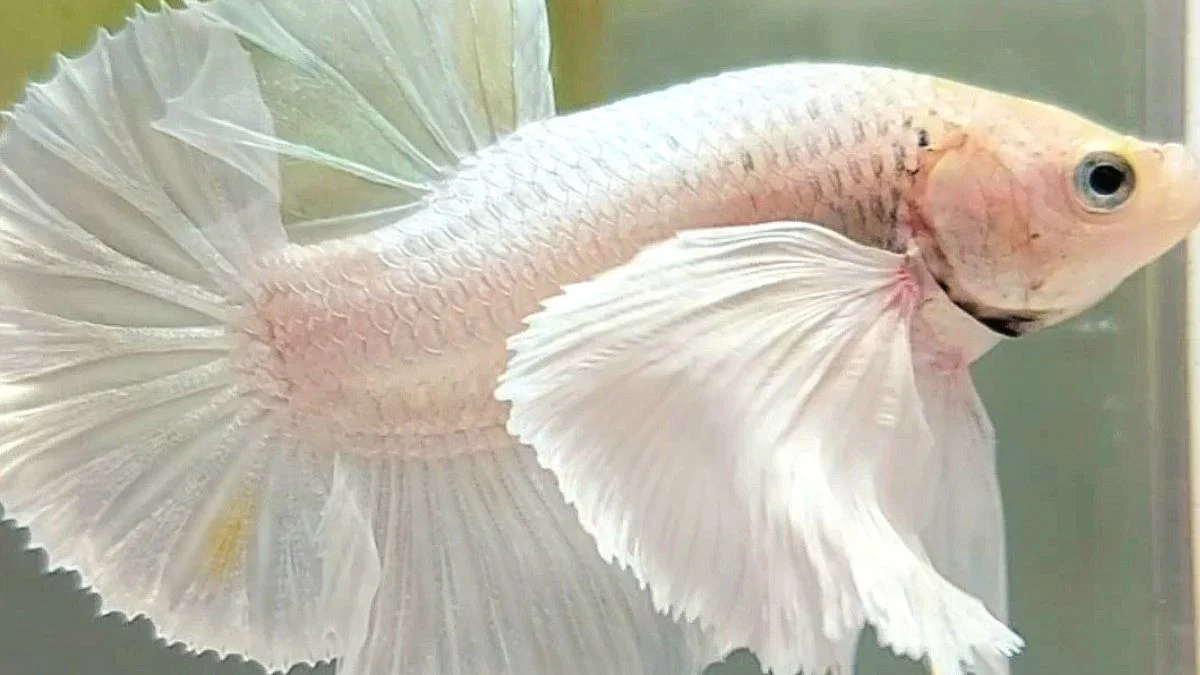 Gambar cupang platinum dumbo ear