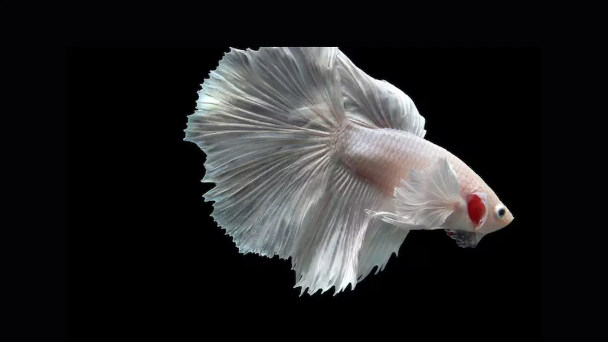 Gambar cupang platinum dumbo ear