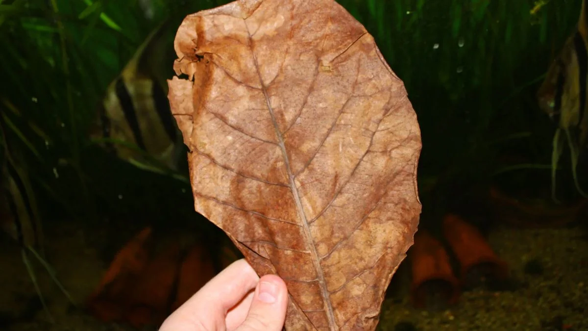 gambar-daun-ketapang (2) Gambar daun ketapang yang cocok untuk artikel manfaat daun ketapang untuk cupang