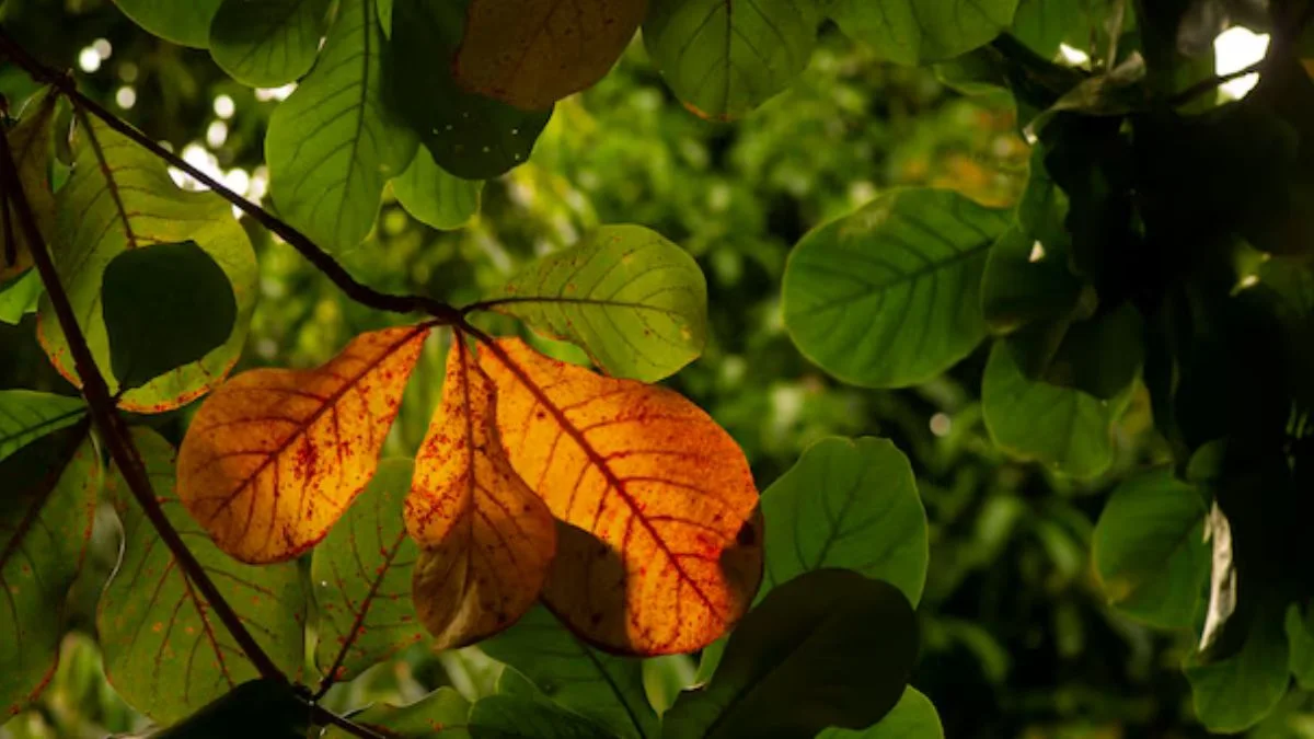 gambar-daun-ketapang (5) Gambar daun ketapang