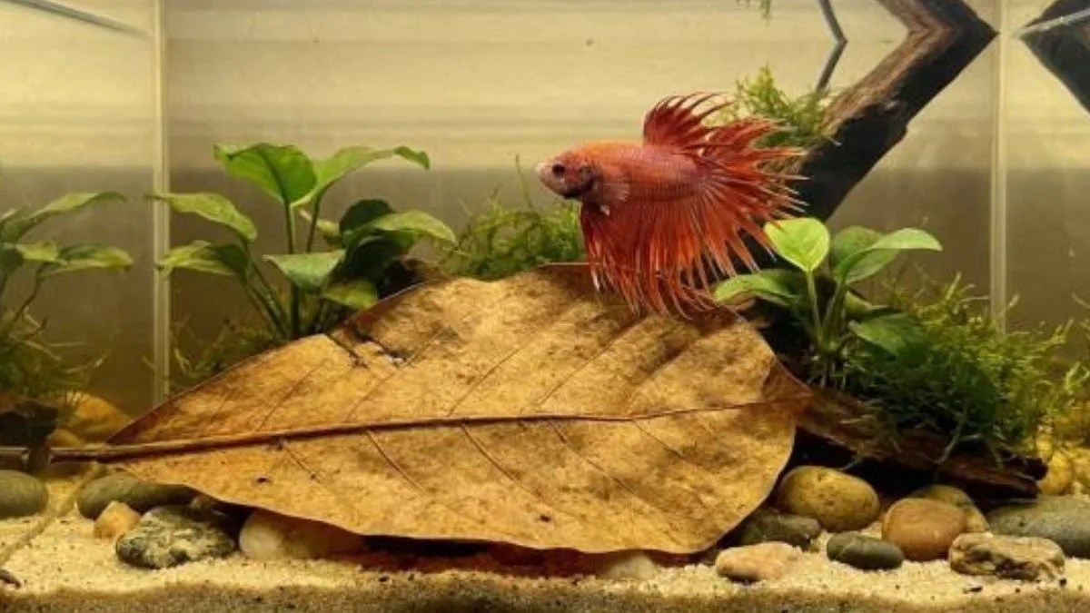 gambar-daun-ketapang-di-akuarium-ikan-cupang Gambar ikan cupang di air daun ketapang