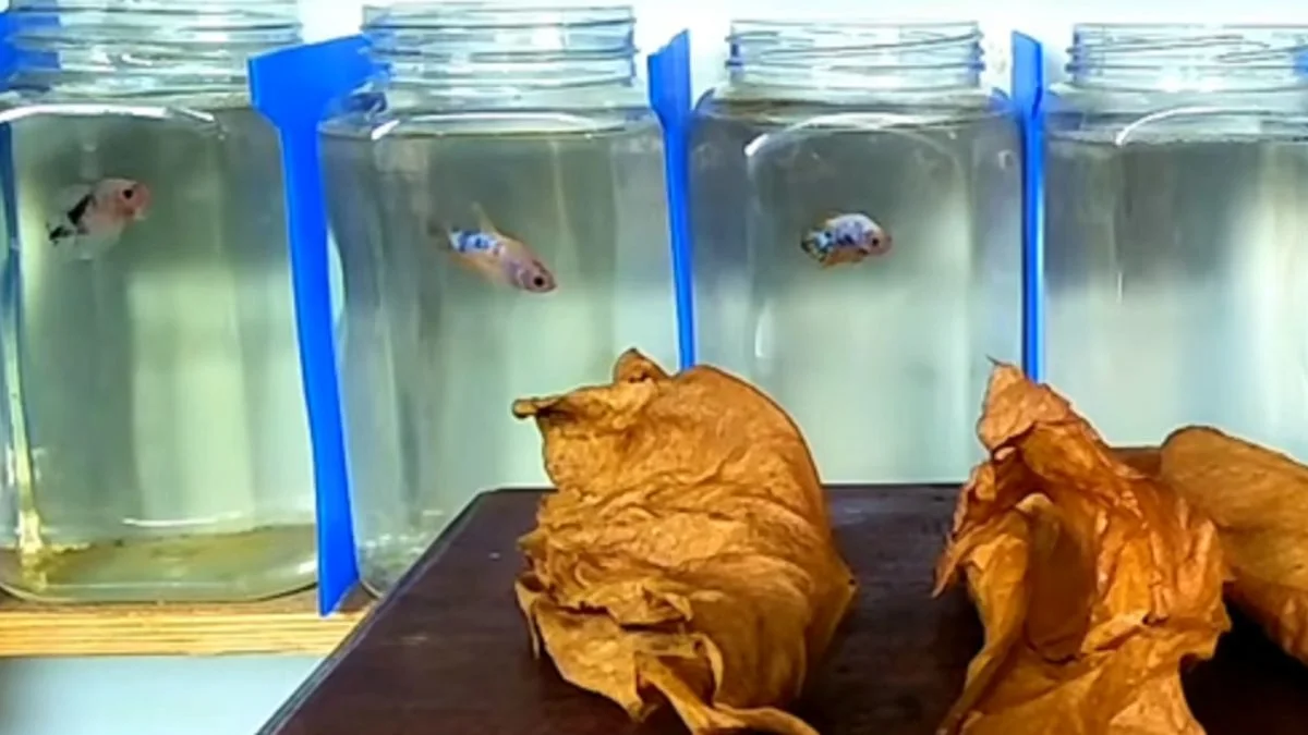 gambar-daun-ketapang-kering (1) Gambar ikan cupang di air daun ketapang