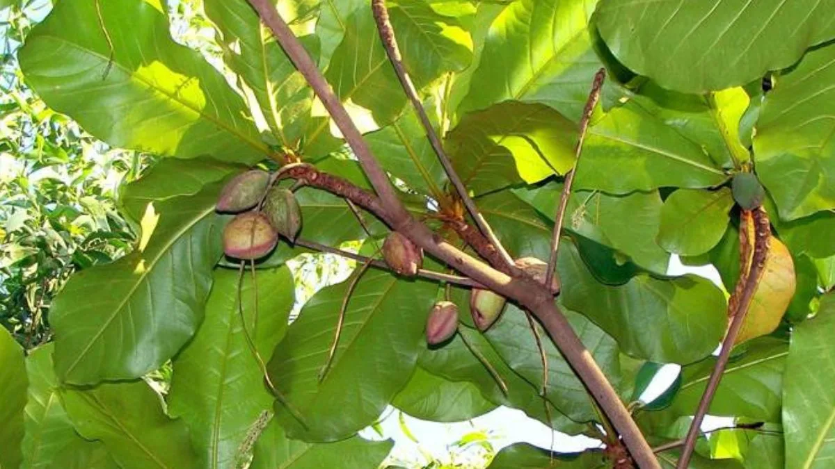 gambar-daun-ketapang Gambar daun pohon ketapang yang cocok untuk artikel manfaat daun ketapang untuk ikan cupang