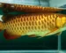 Gambar ikan arwana