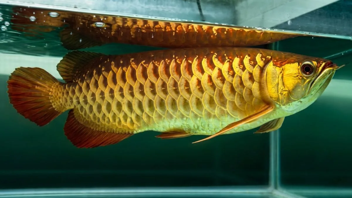 Gambar ikan arwana