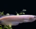 Gambar ikan arwana golden silver