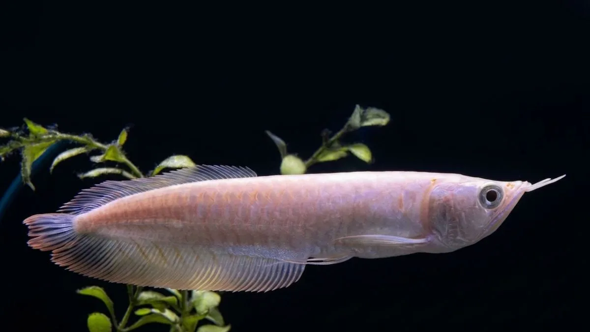 Gambar ikan arwana golden silver
