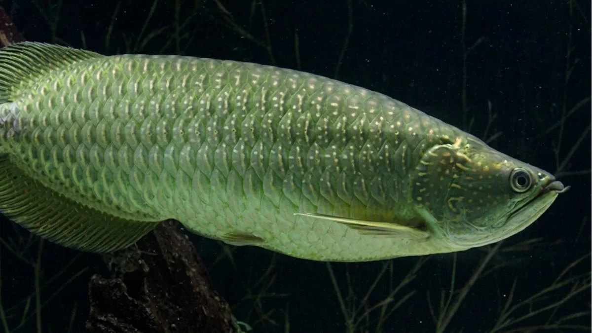 Gambar ikan arwana jardini