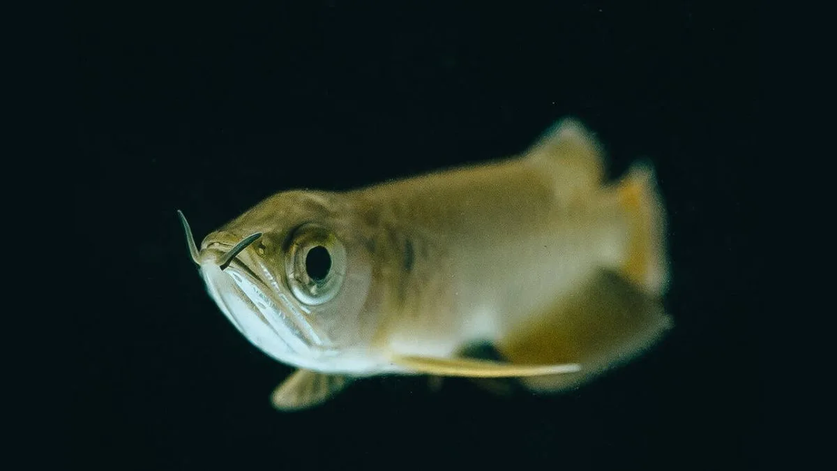 Gambar ikan arwana kecil