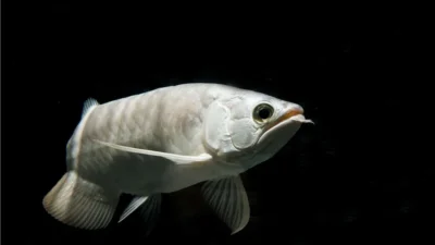 Gambar ikan arwana silver