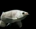 Gambar ikan arwana silver