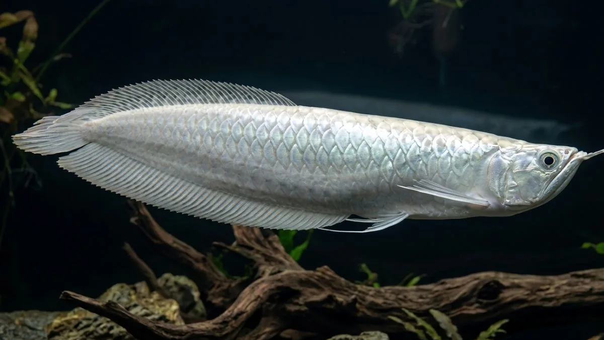 Gambar ikan arwana silver