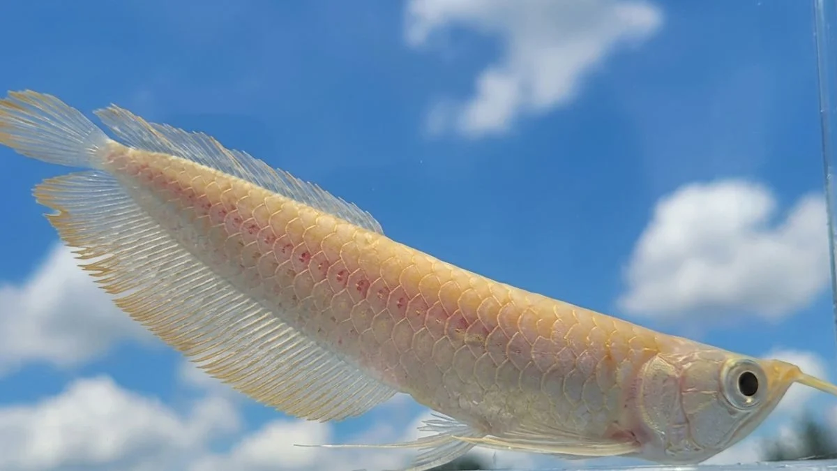 Gambar ikan arwana silver