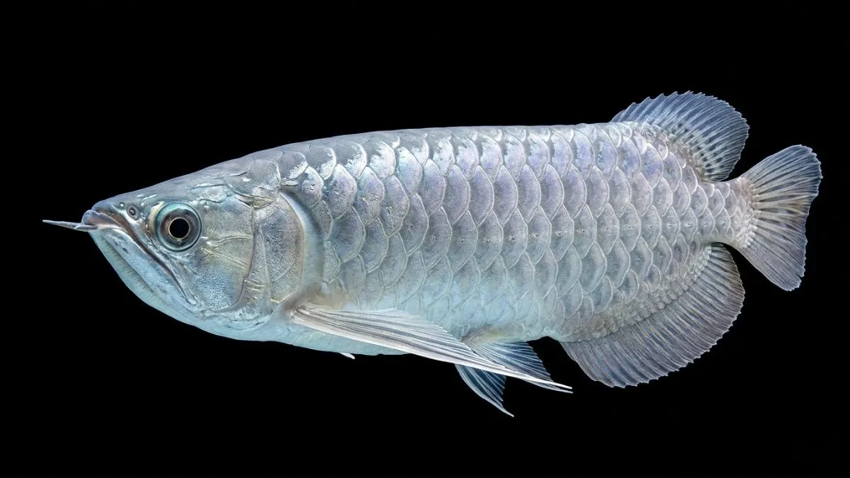 Gambar ikan arwana silver