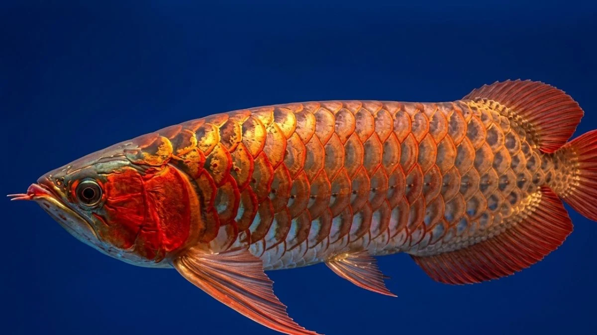 Gambar ikan arwana super red