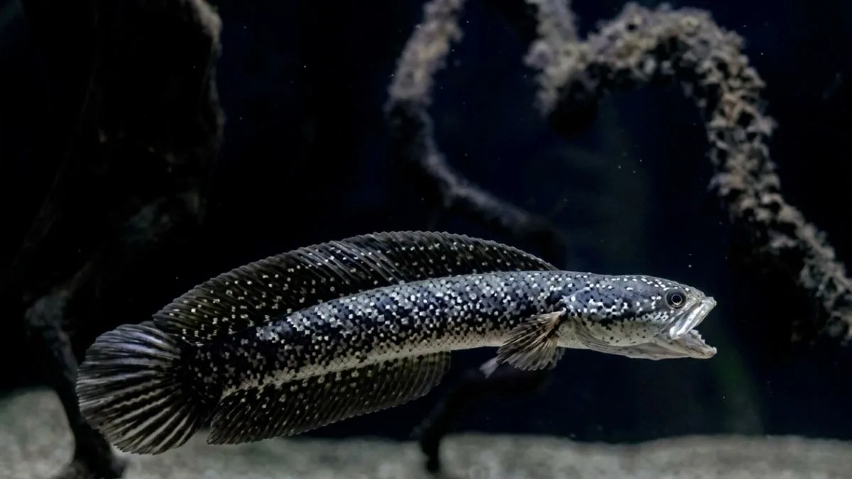 Gambar channa asiatica ws