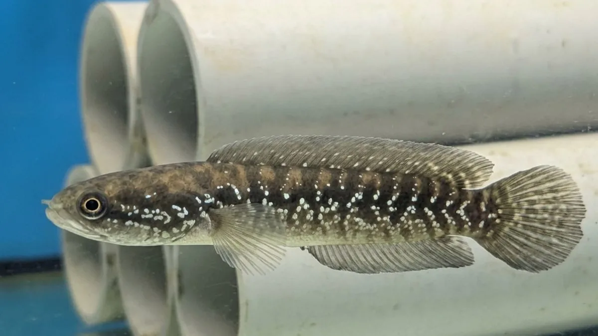 Gambar channa asiatica ws