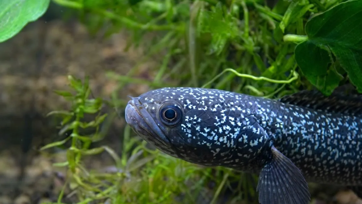 Gambar channa asiatica ws