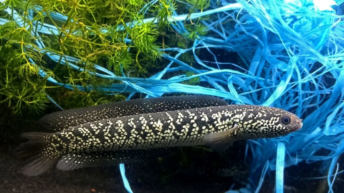 Gambar channa asiatica ws