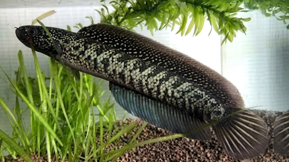 Gambar channa asiatica ws