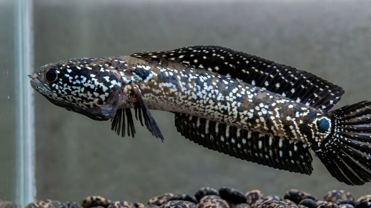 Gambar channa asiatica ws