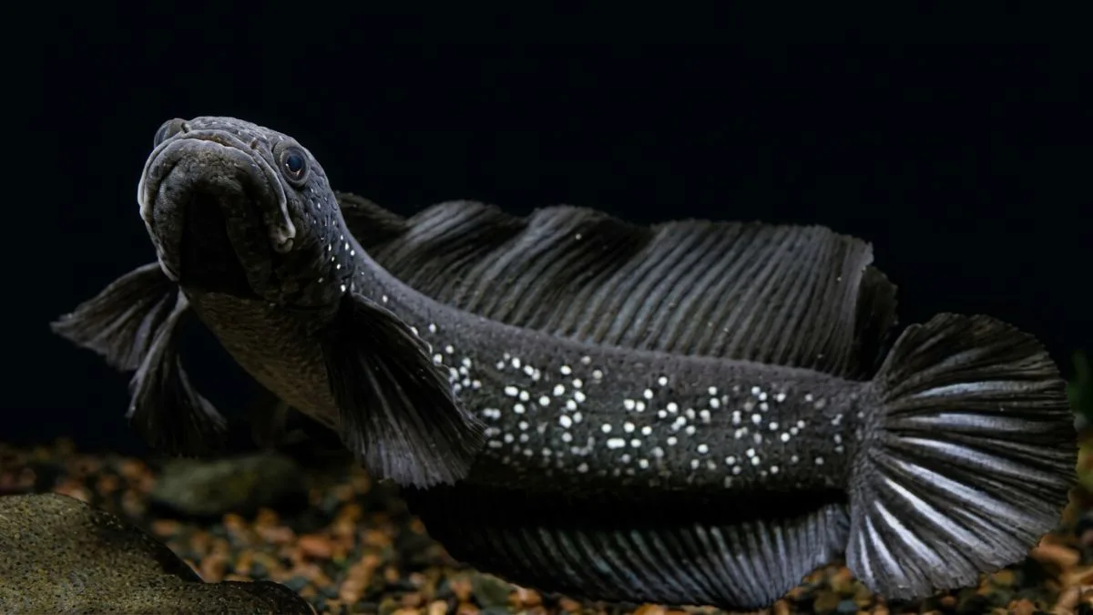 Gambar channa asiatica ws