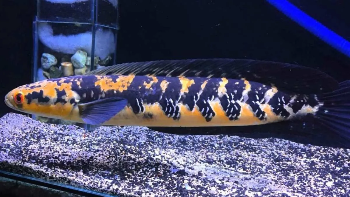 Gambar ikan channa maru