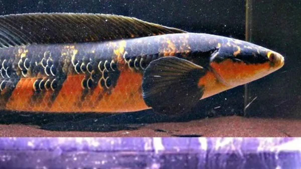 Gambar ikan channa maru