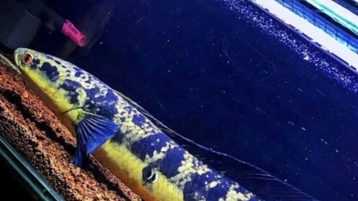 gambar-ikan-channa-maru (3) Gambar ikan channa maru yellow