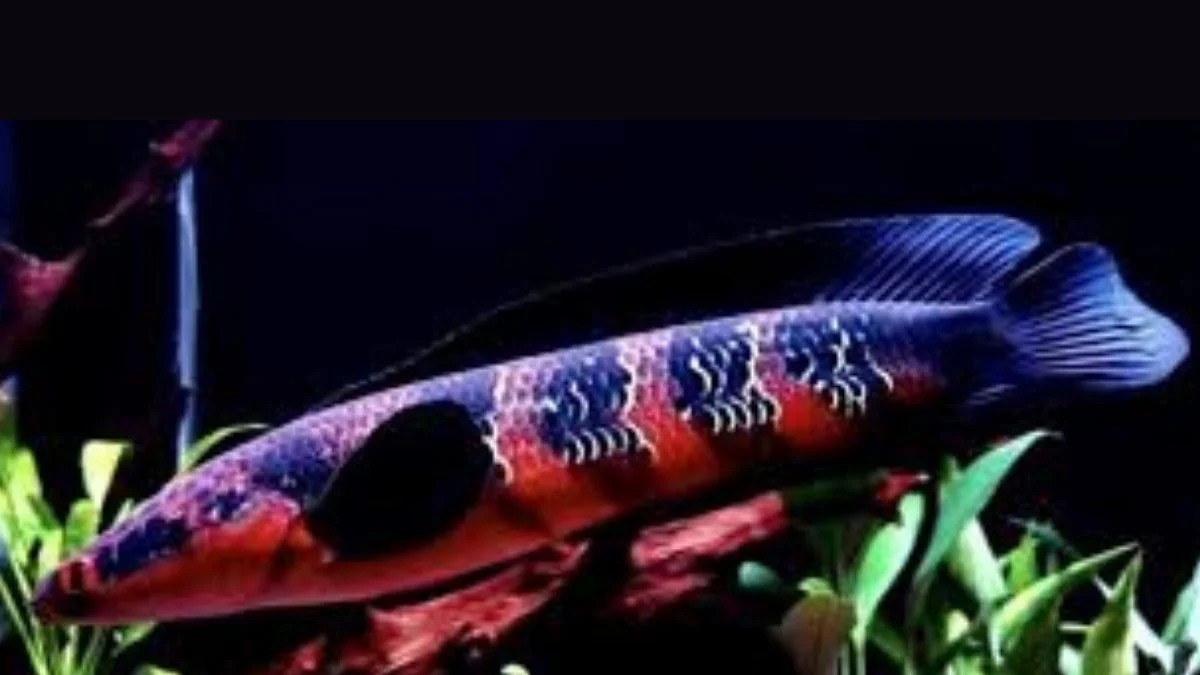 Gambar ikan channa maru sampit