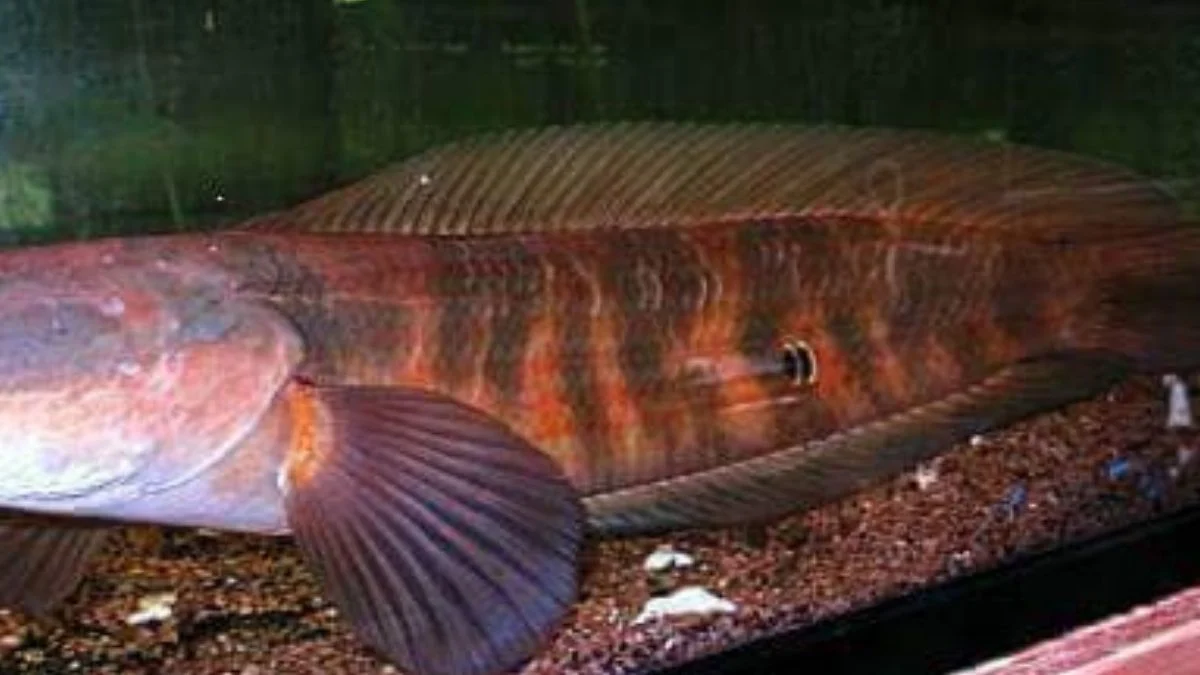 Gambar ikan channa maru sampit