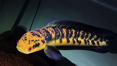 Gambar ikan channa maru