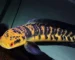 Gambar ikan channa maru