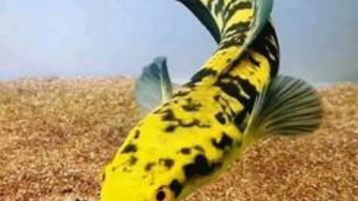 Gambar ikan channa maru yellow
