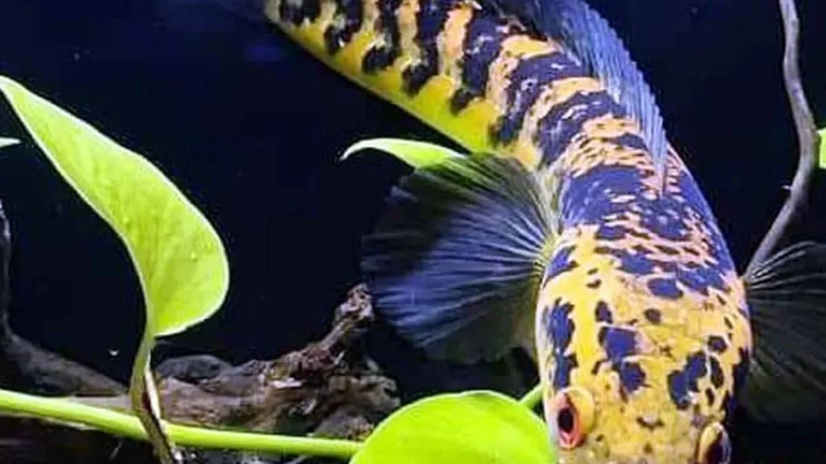 Gambar ikan channa maru yellow