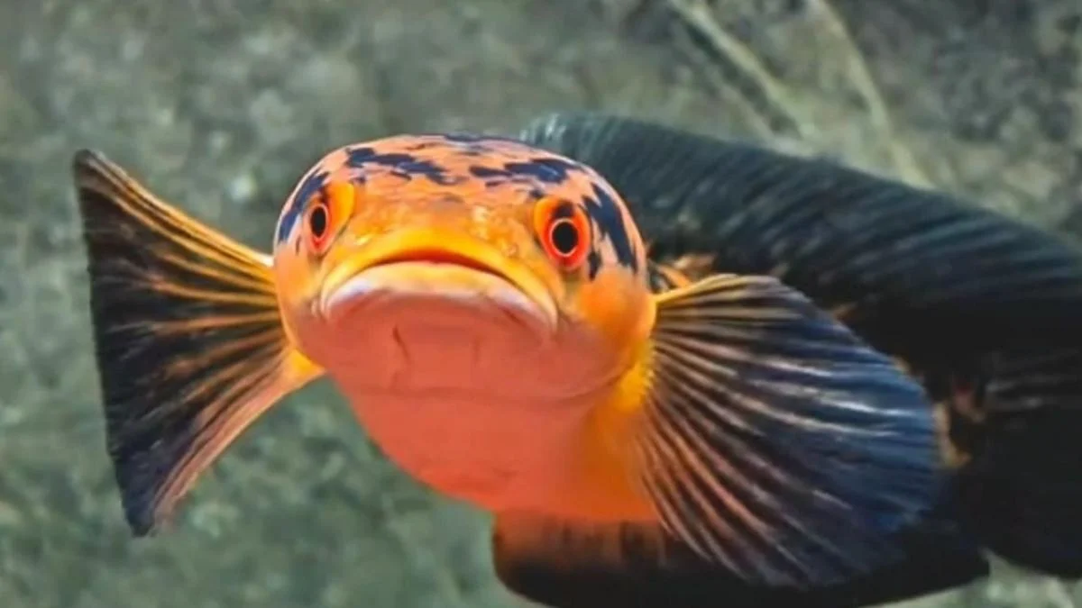 Gambar ikan channa maru yellow