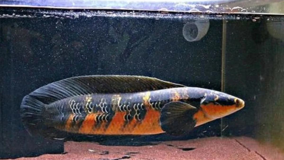 Gambar ikan channa maru yellow
