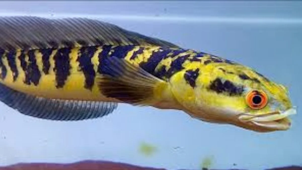 Gambar ikan channa maru yellow