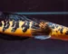 Gambar ikan channa maru yellow