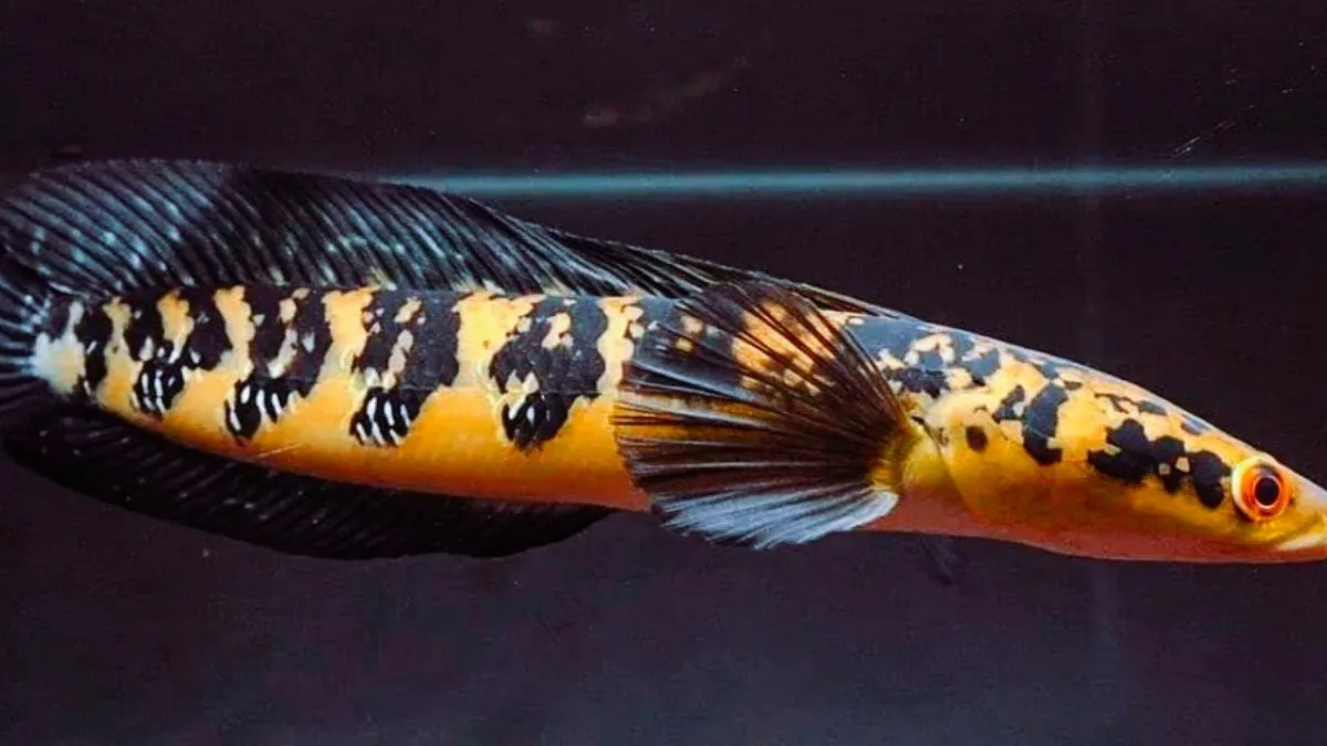 Gambar ikan channa maru yellow