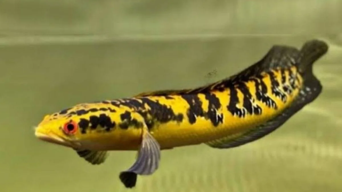 Gambar ikan channa maru yellow