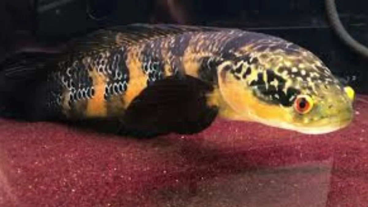 Gambar ikan channa maru